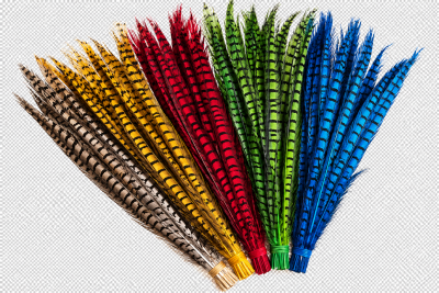 Feixes de penas coloridas listradas amarradas por elásticos.