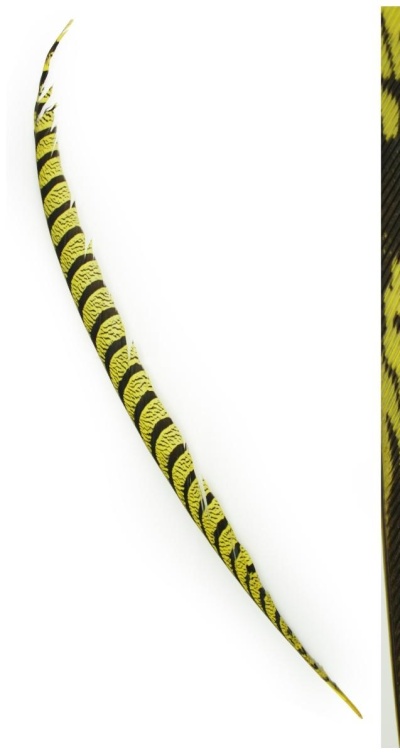 Pena longa amarela e preta com listras