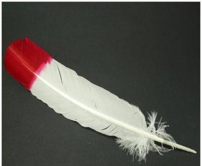 Pena branca com ponta vermelha sobre fundo preto