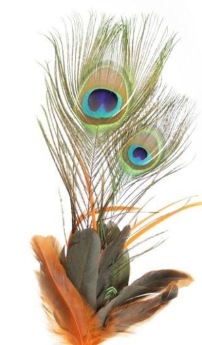 Penas decorativas de pavão, castanhas e cinzentas em fundo branco