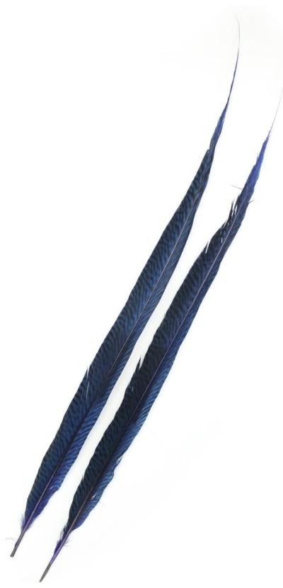 Duas penas longas azuis