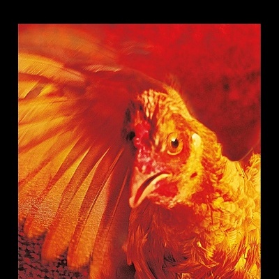 Capa preta de livro com título amarelo e imagem de galinha em tons vermelhos.