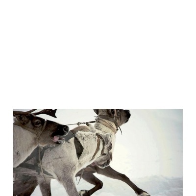 Capa de livro A leste dos sonhos com imagem de renas ou cães a correr na neve