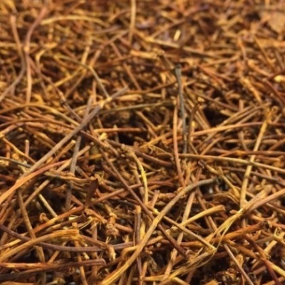 Vagens secas finas e castanhas amareladas com textura rugosa