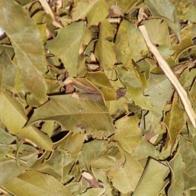 Folhas secas e caules castanhos num ambiente natural