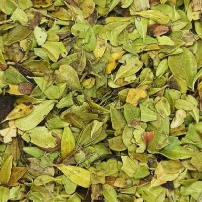 Folhas secas verdes e amarelas num fundo