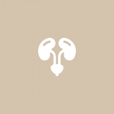 Ícone branco do sistema urinário humano num fundo bege