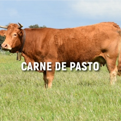 Vaca castanha num campo verde com texto 'CARNE DE PASTO'