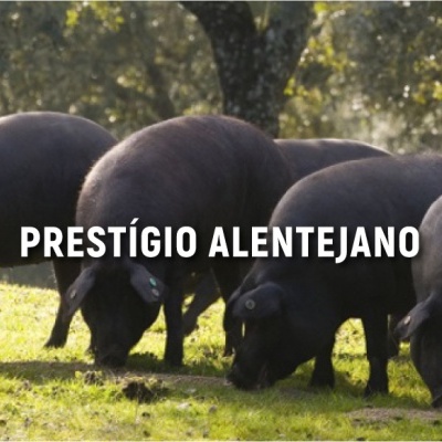 Quatro porcos pretos a pastar em relva com árvores ao fundo e texto 'PRESTÍGIO ALENTEJANO'