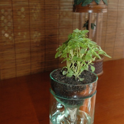 Planta verde em vaso de vidro transparente com raízes visíveis na água sobre mesa de madeira.