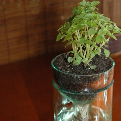 Vaso de vidro com planta verde e água em superfície de madeira