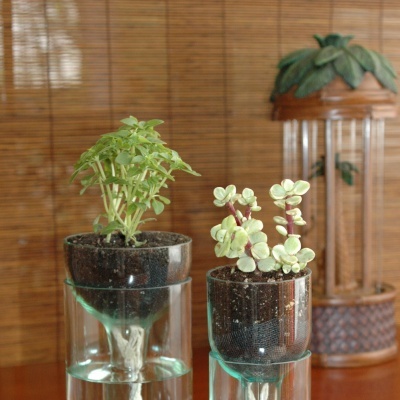 Dois vasos de vidro com plantas e raízes na água sobre madeira com fundo de tela de bambu