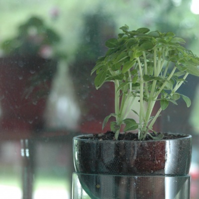 Vaso com planta verde em sistema autoirrigável de vidro