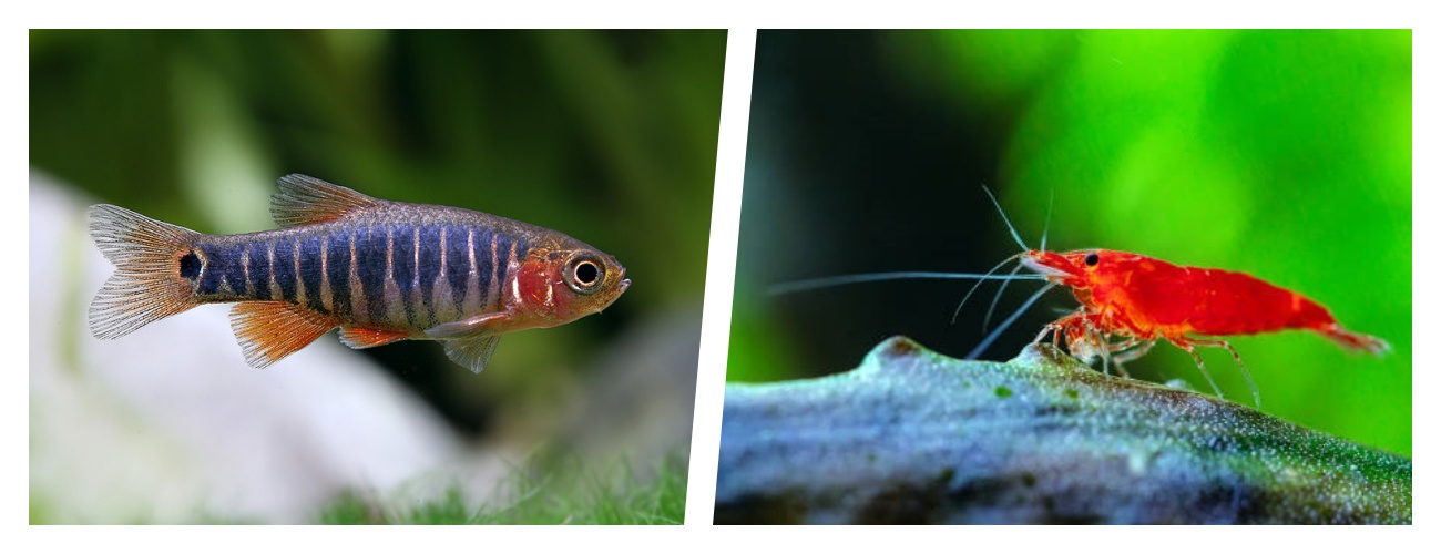 Quais os camarões que posso ter num aquário com peixes