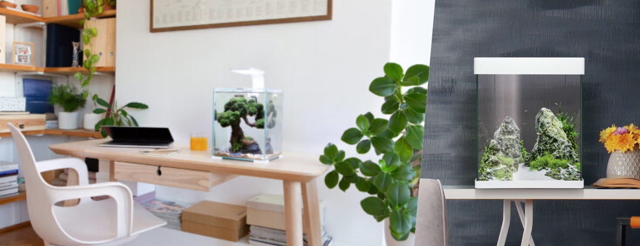 5 motivos para ter um aquário de camarões