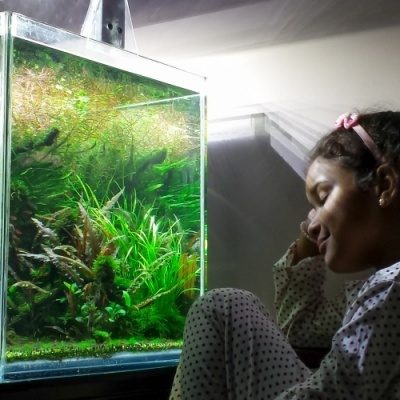 O aquário. Do Hobby à Terapia