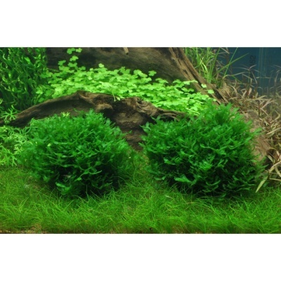 Monoselenium tenerum "Coral Moss"