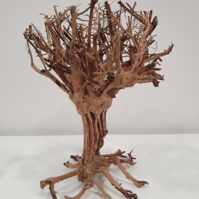 Mammoth Tree Bonsai "S"