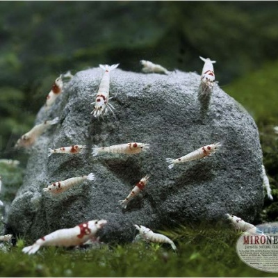 Mironekuton - Pedra, 300g Mironekuton - Pedra, 300g