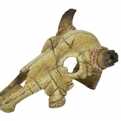 Crânio búfalo - 20cm