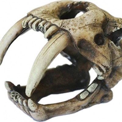 Crânio tigre-dentes-de-sabre - 10cm