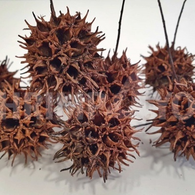 Sweetgum Pod (pack 25)