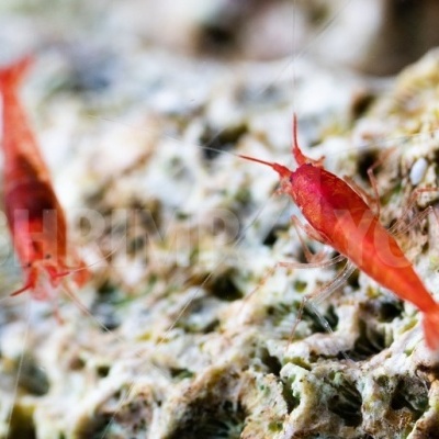 Halocaridina rubra (Opae Ula)