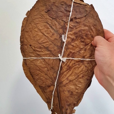 Folhas de Catappa Mega/XL