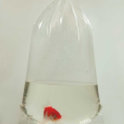 Sacos de Transporte de Peixes "S" - Pack 100 Sacos de Transporte de Peixes "S" - Pack 100