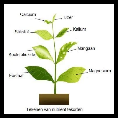 SL-Aqua Bing Tsau Nitrogen SL-Aqua Bing Tsau Nitrogen