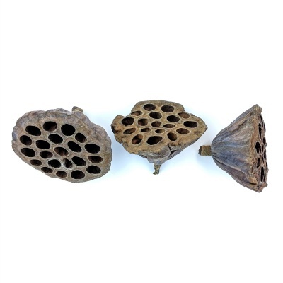 Lotus Pod 6-8cm