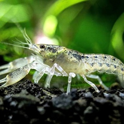 Cambarellus diminutus