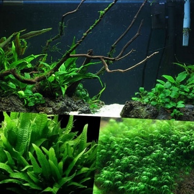 Plantas e manutenção