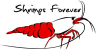 Shrimps Forever