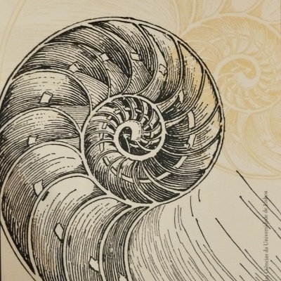 Capa de livro com ilustração de uma concha em espiral e texto