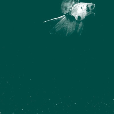 Capa de livro com peixe branco e texto 'o grande ato bernardo fortuna'