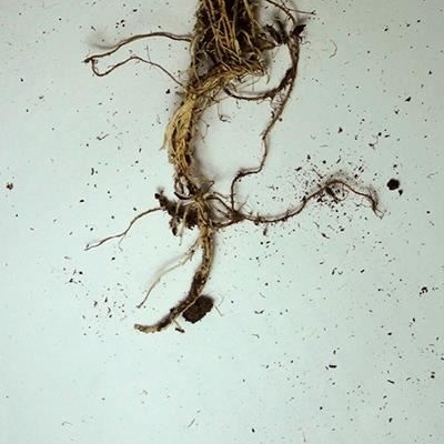 Raízes naturais com terra sobre uma superfície branca