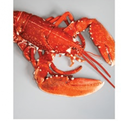 Lagosta vermelha sobre fundo cinzento com texto ELECTRA