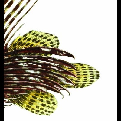 Capa de livro com peixe colorido e título Comida Miguel Castro Caldas