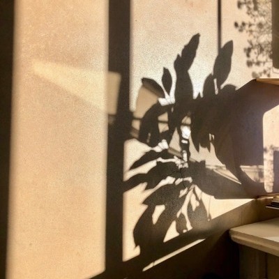 Sombra de planta projetada na parede com texto visível num canto