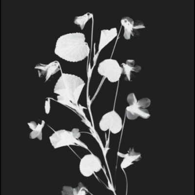 Capa de livro preto com texto e imagem de flores brancas