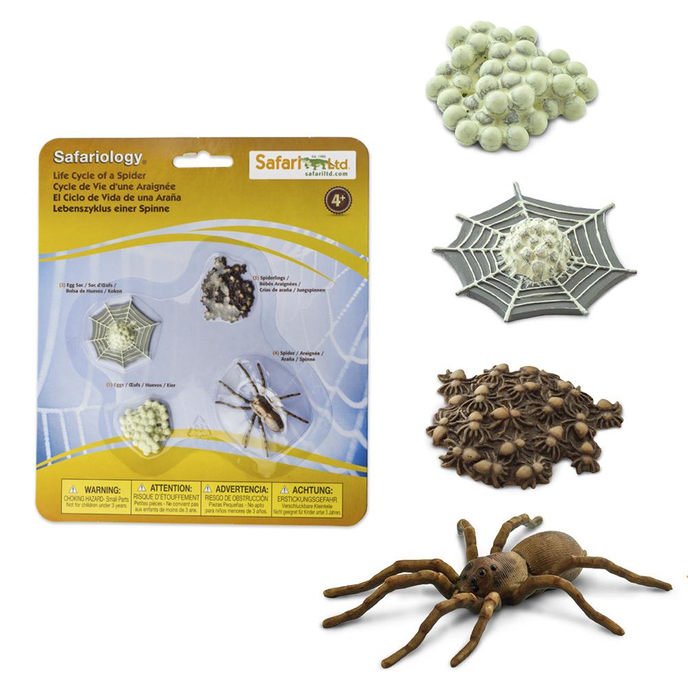 Conjunto ciclo de vida de uma aranha Safariology com quatro fases em cores cinza, castanho e bege