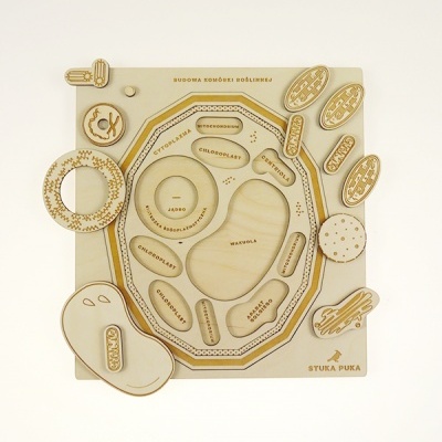 Modelo didático de célula humana em madeira clara com peças destacáveis