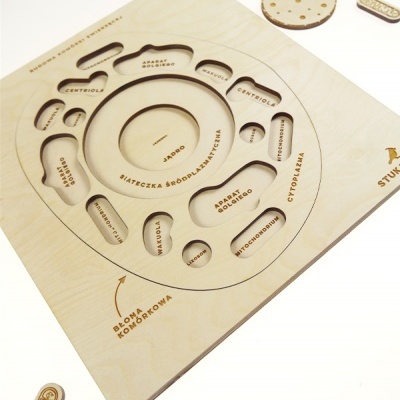 Jogo educativo de montagem de célula em madeira com peças rotuladas em polaco