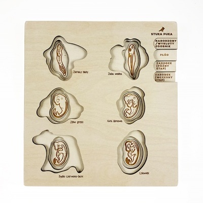 Painel educativo de madeira com recortes e desenhos de embriões em várias fases e texto em polaco.