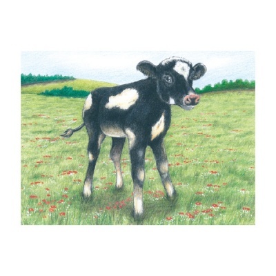 Bezerro preto e branco num campo verde com flores vermelhas e árvores ao fundo