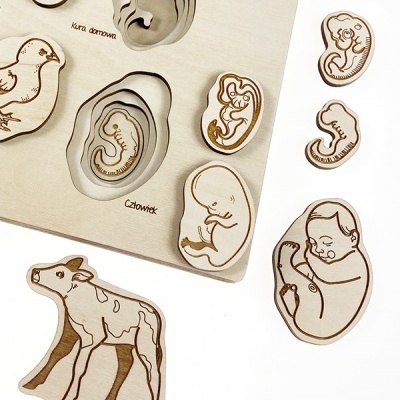 Puzzle educativo de madeira com desenhos de embriões, vaca e ave e texto em polaco