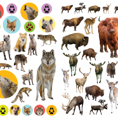 Ilustrações de cães selvagens, animais como bisontes e veados, e ícones coloridos de pegadas e cabeças de cães