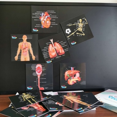 Cartões anatómicos educativos sobre quadro negro e mesa