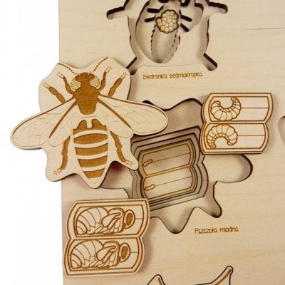 Quebra-cabeça de madeira com ciclo de vida da abelha e texto em polaco